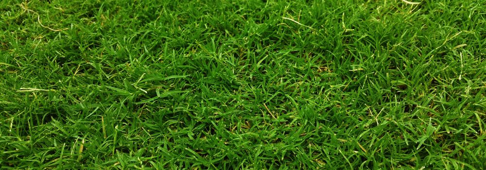 grass